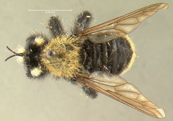 Media type: image;   Entomology 13481 Aspect: habitus dorsal view